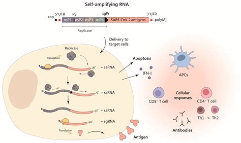 Vaccines Free Full Text Self Amplifying Rna A Second Revolution Of