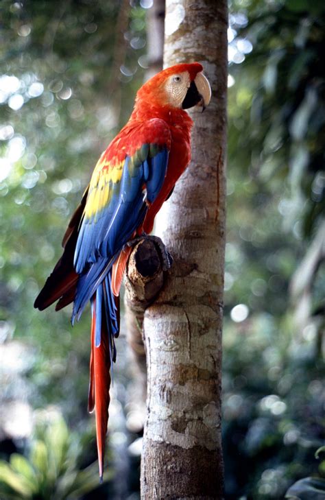 Free Images Branch Bird Wing Wildlife Beak Tropical Colorful