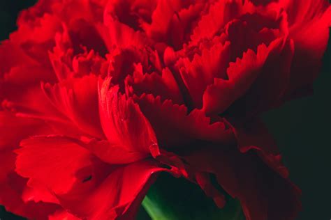 Pink Carnations · Free Stock Photo