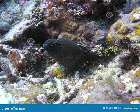 Coral Reef in Wakatobi Island Stock Image - Image of reef, underwater ...