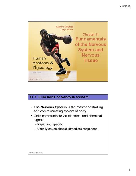 165 Aandp I Chapter 11 Fundamentals Of The Nervous System And Nervous