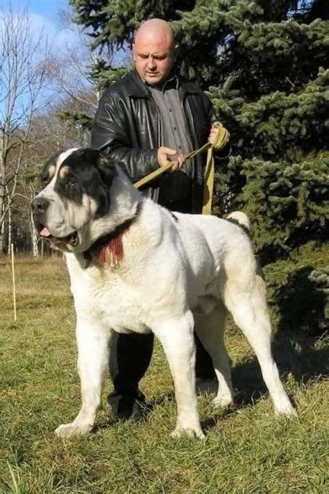 National Dogs Of Turkmenistan Turkmenian Alabai Alabai Or Central