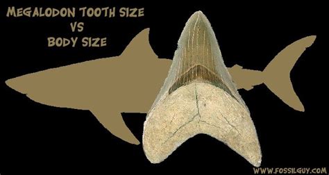 Megalodon Shark Tooth Size Vs Body Size Comparison Chart Megalodon