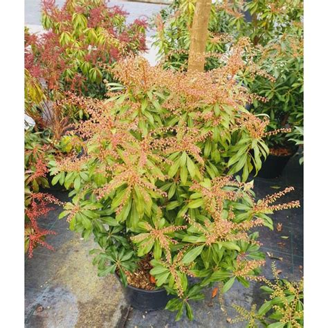 Pieris Japonica Mountain Fire Blank 7 5 Litres