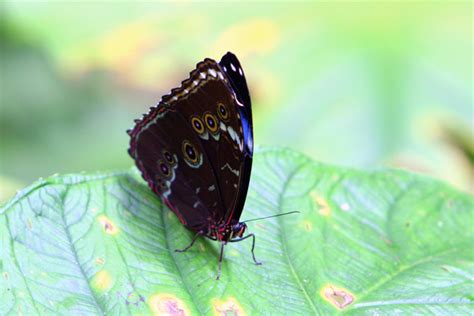 Morpho butterfly in Yasuni National Park in the Ecuadorian Amazon