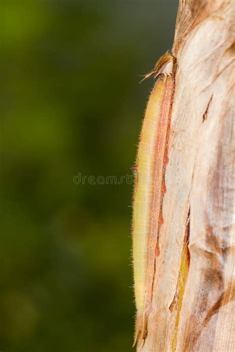 Trattore A Cingoli Della Farfalla Del Gufo Immagine Stock Immagine Di