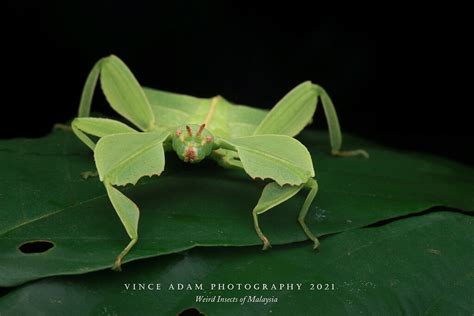 Giant Leaf Insect Pulchriphyllium Giganteum Location Pe Flickr