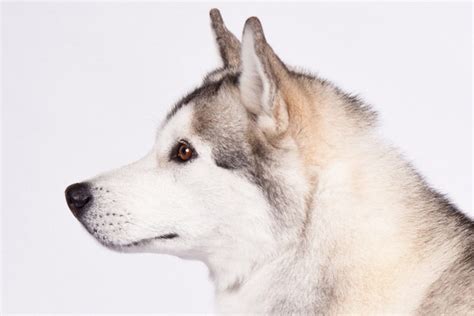 siberian husky dog breed information american kennel club