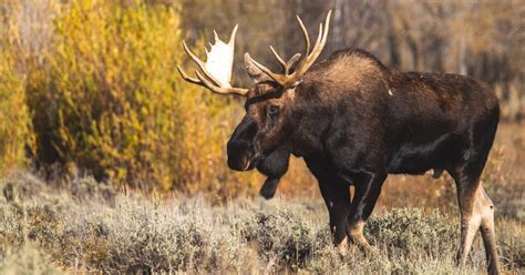 Moose Facts And Information Alces Alces World Deer