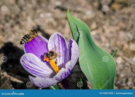 Spring In The Nature Bees And Crocus Stock Photo Image Of Leaf