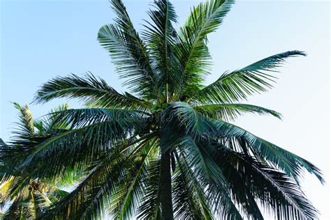 Crown Palm Tree Close Up In The Sky Stock Image Image Of Blue