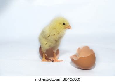 311 Chick Emerging From Egg Images Stock Photos Vectors Shutterstock