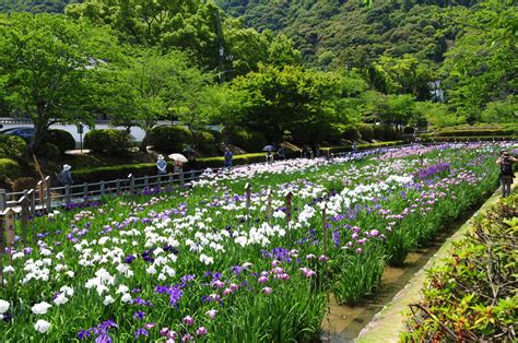 過去の写真～旬の花（花菖蒲）・錦帯橋 吉香公園 綺麗な写真 日々出来事