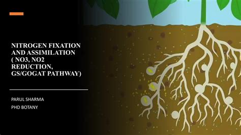 Nitrogen Assimilation In Plants Ppt