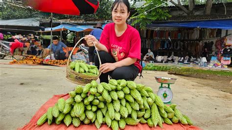 Harvesting Bitter Melon Fruit Garden Goes To The Market Sell La Thi