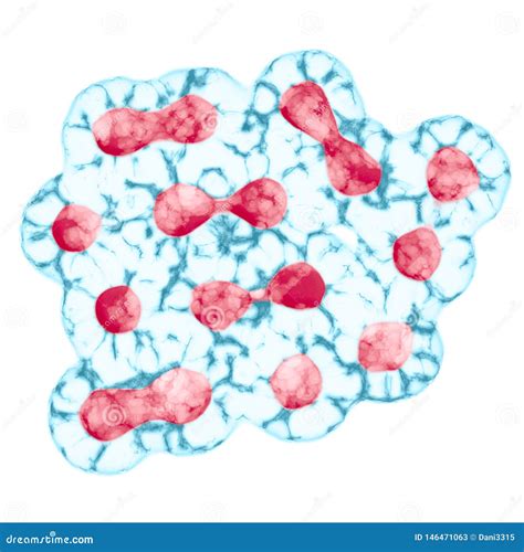 Mitosis El Proceso De La Divisi N Celular Y Multiplicaci N Stock De