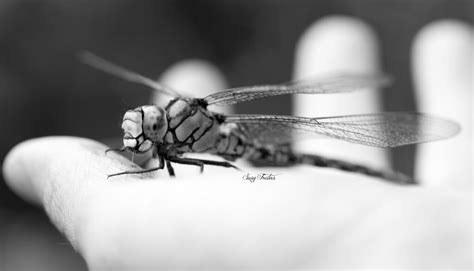 Libellula Susy Freitas Flickr