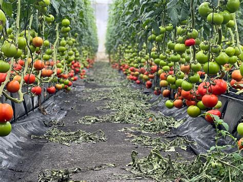 Tomate Cacique Forte F Lenovo Seeds