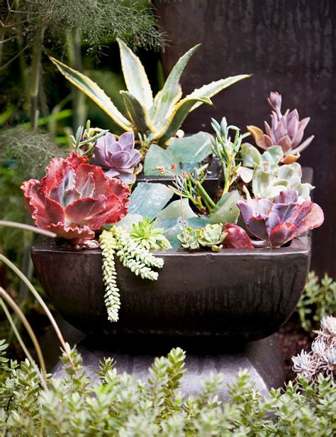 25 Outdoor Succulent Container Ideas That Resist Heat And Drought