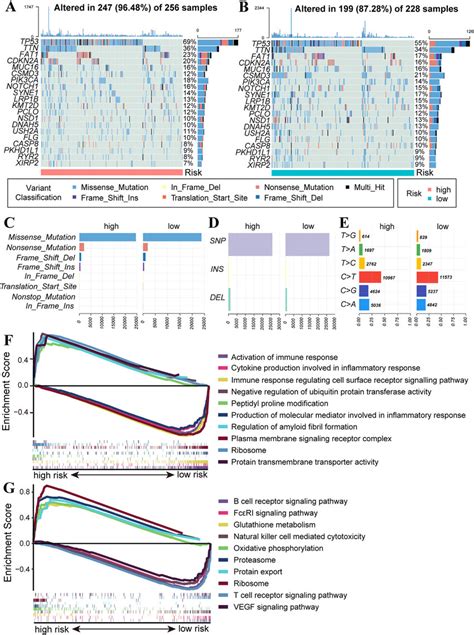 Somatic Mutation Landscape And Functional Enrichment Analysis In Head Download Scientific