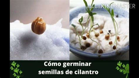 Como Germinar Semillas De Cilantro Youtube