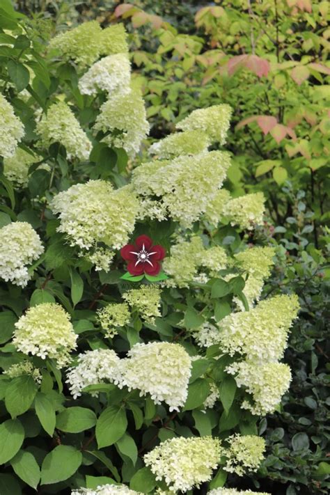 Hortensja Bukietowa Limelight Pbr Hydrangea Paniculata Wysoczańscy