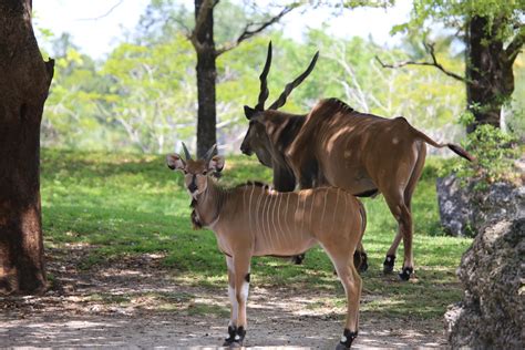 Giant Eland Taurotragus Derbianus The Giant Eland Is A Flickr