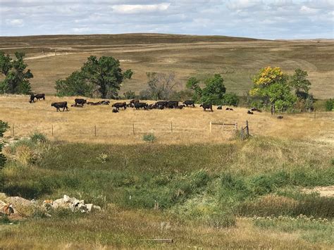 Buffalo Gap Guest Ranch And Trail Head Reviews Medora Nd