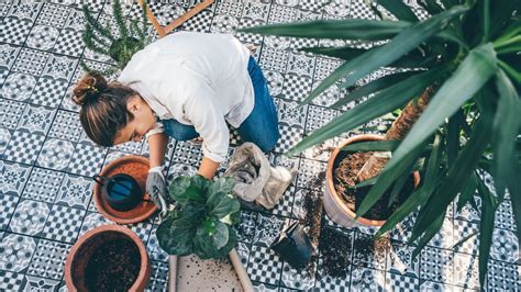 How To Prevent Pests When You Bring Houseplants Back