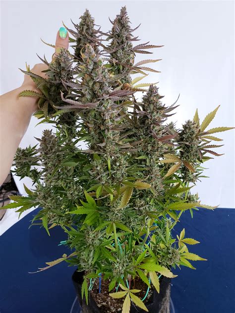 Best Autoflowering Cannabis Strains for Yields & Potency | Grow Weed Easy