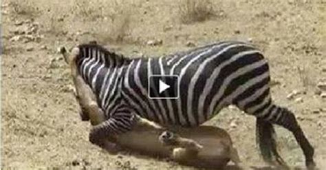 Zebra Vs Lion Battle Deadly Fight - Explore Pakistan