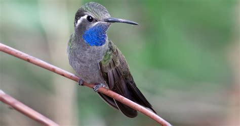 Blue-throated Mountain-gem Identification, All About Birds, Cornell Lab ...