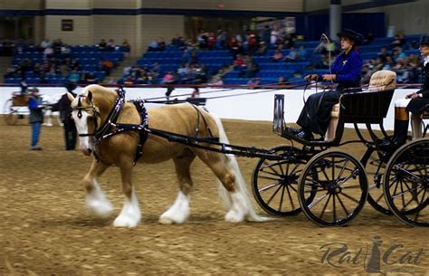 Gypsy Horse World Show ~ Ft. Worth, TX :: Behance