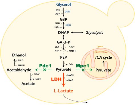 Figure 1 From Loss Of A Functional Mitochondrial Pyruvate Carrier In