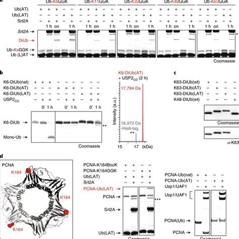 Site Specific Ubiquitylation And Sumoylation Using Genetic Code