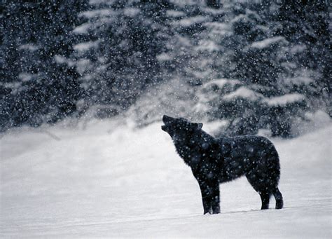 Wolvenrealma Wolf Called Romeo By Nick Jans One Day In Juneau Alaska