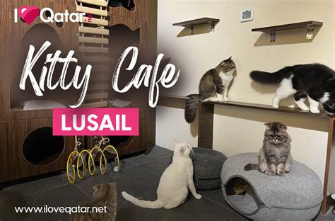 Feline Dreams Come True: Uncovering The Real Cost Of Opening A Cat Cafe