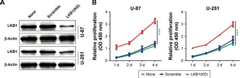 Full Article Lkb1 Suppresses Glioma Cell Invasion Via Nf κb Snail