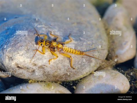 Insecto En El Agua Fotografías E Imágenes De Alta Resolución Alamy