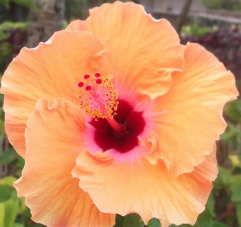 Orange Peach Hibiscus At The Polynesian Cultural Center On The Island