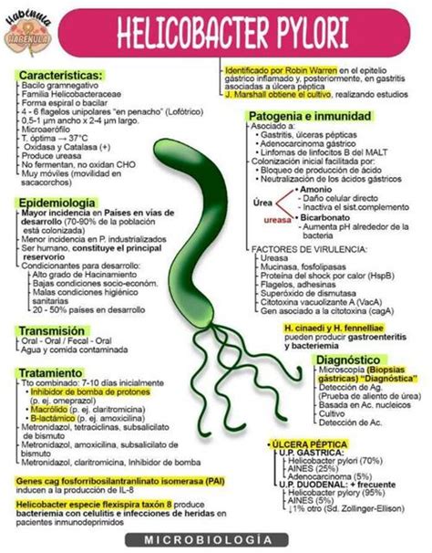 Helicobacter Pylori Yudoc Org Udocz