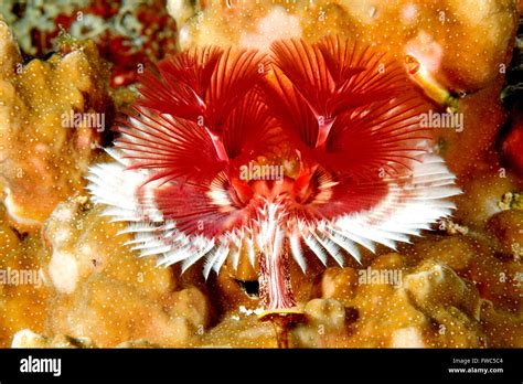 Christmas Tree Tube Worm Spirobranchus Giganteus In Coral Uepi Stock