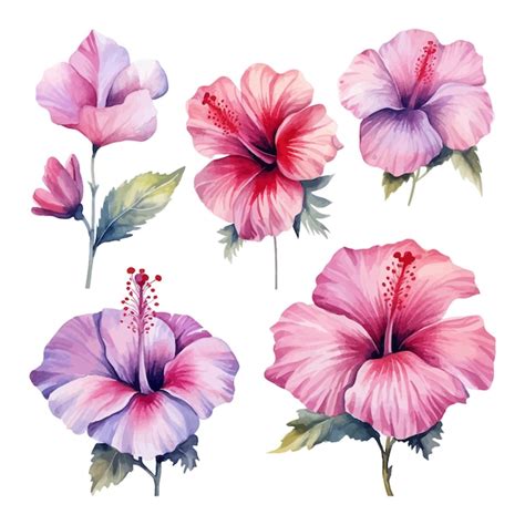 Set Von Aquarell Hibiscus Bl Ten Clipart Premium Vektor