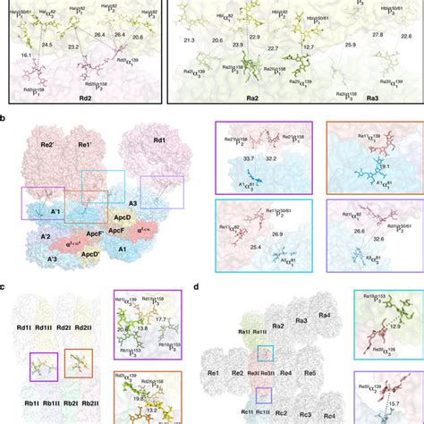 Identification Of The Apc Subunits Cryo Em Densities Mesh Of