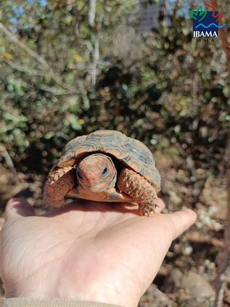 Ibama Realiza Soltura De Diversos Animais Silvestres No DF Ibama