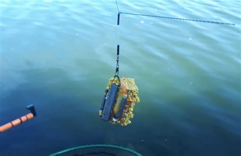 Feeder Les différentes esches pour la pêche au feeder faire le bon