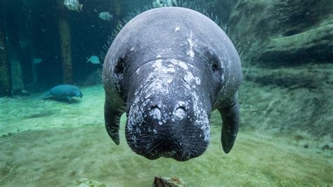 Columbus Zoo Welcomes 3 New Orphaned Manatees 2 Manatees Depart