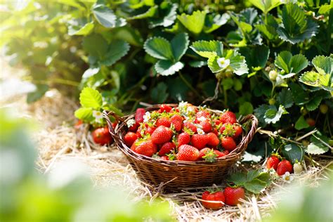 Anbau Von Erdbeeren Was Sie Bei Pflanzung Und Pflege Beachten Sollten