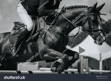 13,074 Horse jumping black and white Images, Stock Photos & Vectors | Shutterstock