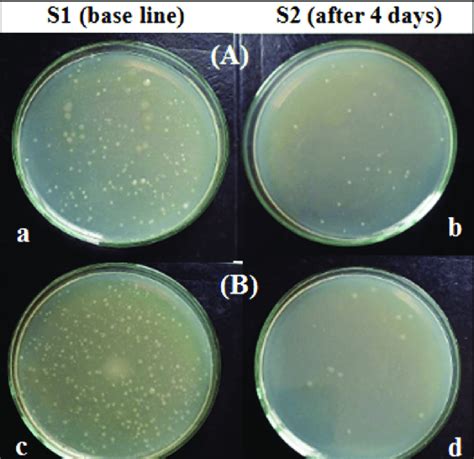 Agar Plate